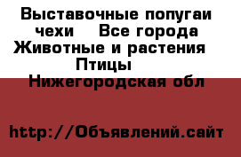 Выставочные попугаи чехи  - Все города Животные и растения » Птицы   . Нижегородская обл.